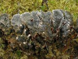 Peltigera retifoveata image