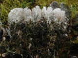 Peltigera retifoveata image