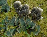 Peltigera retifoveata image