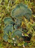 Peltigera retifoveata image