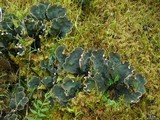 Peltigera retifoveata image