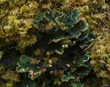Peltigera retifoveata image