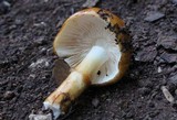 Limacella glischra image