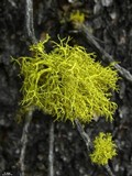 Letharia lupina image