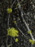 Letharia lupina image
