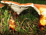 Ganoderma curtisii image