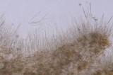 Limacella glischra image