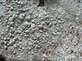 Pertusaria plittiana image