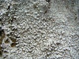 Pertusaria plittiana image