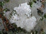 Pertusaria plittiana image