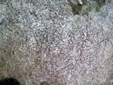 Pertusaria plittiana image