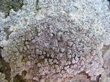 Pertusaria plittiana image