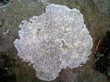 Pertusaria plittiana image