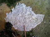 Pertusaria plittiana image