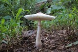 Leucoagaricus americanus image