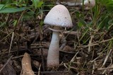 Leucoagaricus americanus image
