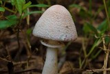 Leucoagaricus americanus image