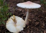 Leucoagaricus americanus image
