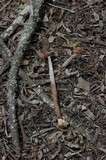Battarrea phalloides image