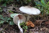 Agaricus pocillator image