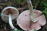 Agaricus pocillator image