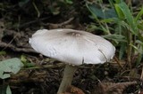 Agaricus pocillator image