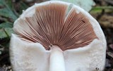 Agaricus pocillator image