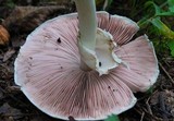 Agaricus pocillator image