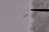 Agaricus pocillator image