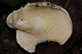 Hydnum zongolicense image