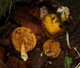 Pulveroboletus curtisii image