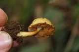 Pulveroboletus curtisii image