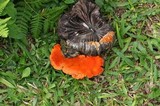 Pycnoporus sanguineus image