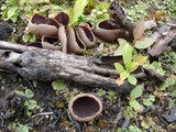 Peziza praetervisa image