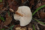 Rhodocollybia maculata image
