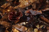 Hymenochaete damicornis image