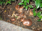 Tricholoma fracticum image