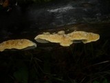 Trametes trogii image