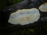 Trametes trogii image