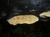 Trametes trogii image