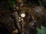 Marasmiellus ramealis image