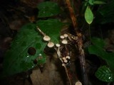 Marasmiellus ramealis image