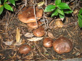 Tricholoma fracticum image