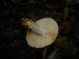Russula maculata image
