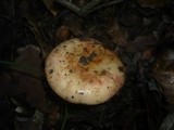 Russula maculata image