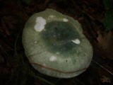 Russula virescens image