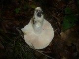 Russula virescens image