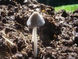Coprinopsis cinerea image