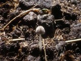 Coprinopsis cinerea image