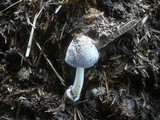 Coprinopsis cinerea image